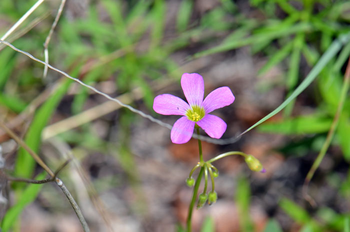 Oxalis alpina, Alpine Woodsorrel Oxalis alpina, Alpine Woodsorrel